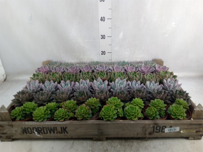 <h4>Echeveria   ...</h4>