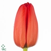 Tulp E Lalibela