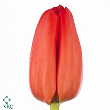 Tulp E Lalibela