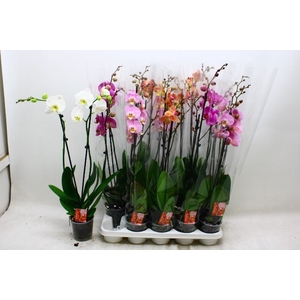 PHAL GEM