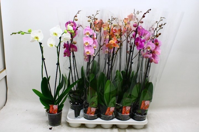 <h4>PHAL GEM</h4>