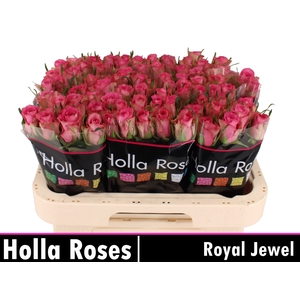 R GR ROYAL JEWEL