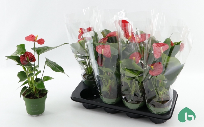 <h4>ANTHU AN MADURAL</h4>