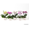 PHALAENOPSIS-HYBRID