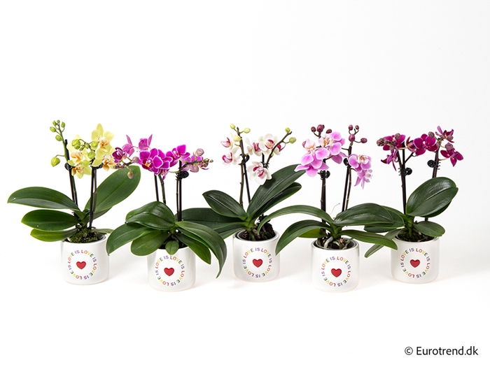 PHALAENOPSIS-HYBRID