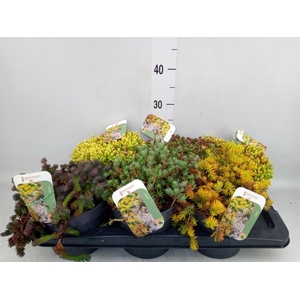 Sedum   ...