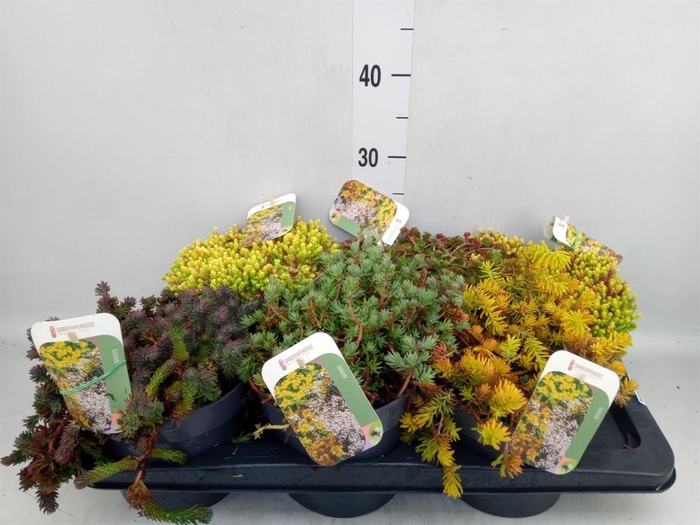 <h4>Sedum   ...</h4>