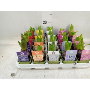 Hyacinthus orie. 'Pearl'  ...mix  5