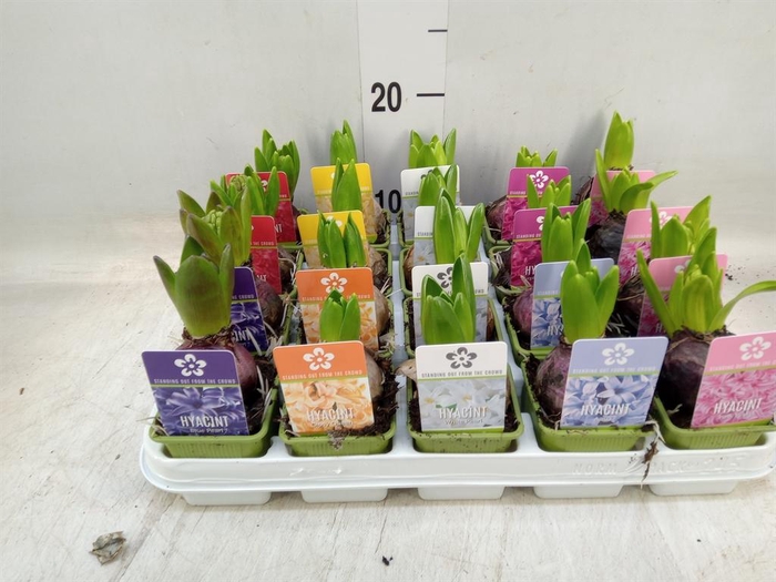 <h4>Hyacinthus orie. 'Pearl'  ...mix  5</h4>