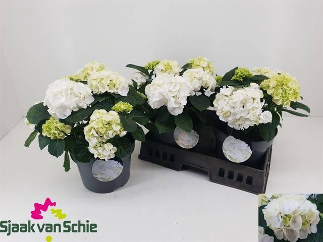 Hydr M Crystal Palac