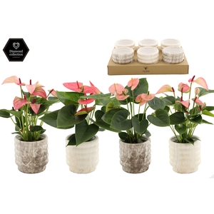 Anthurium 9 cm 3 color mix in Marble ceramics