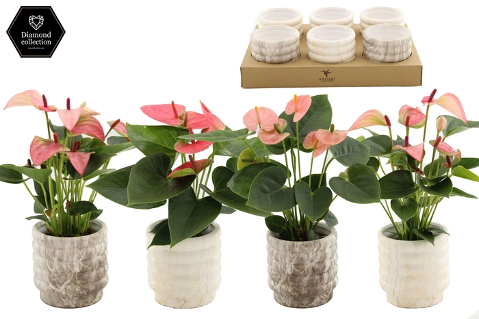 <h4>Anthurium 9 cm 3 color mix in Marble ceramics</h4>