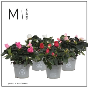 Mimesis Azalea Mix - 9cm