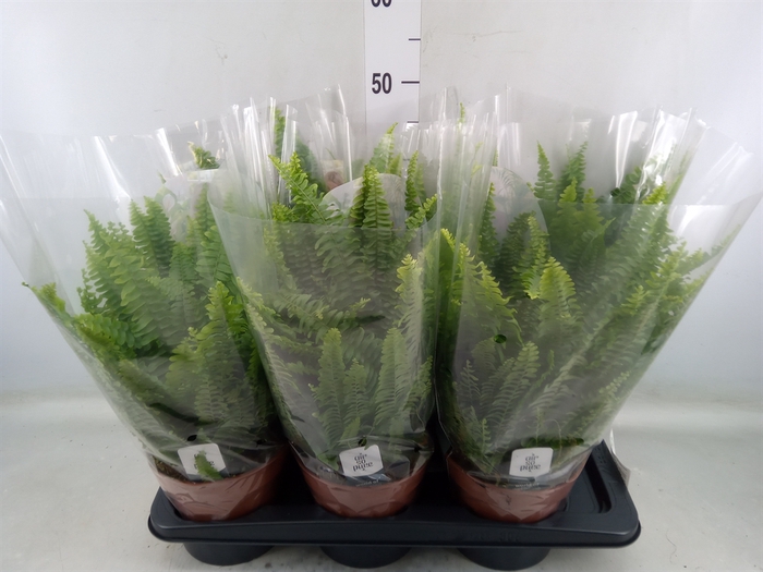 <h4>Nephrolepis exal. 'Green Lady'</h4>