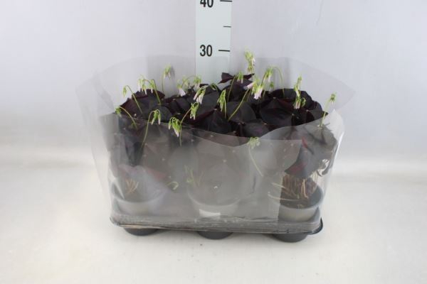 <h4>Oxalis   ...</h4>