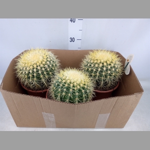 Echinocactus grusonii