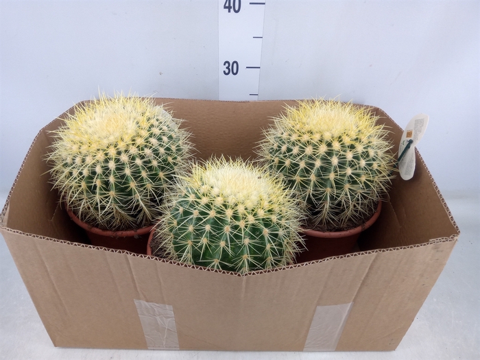 <h4>Echinocactus grusonii</h4>