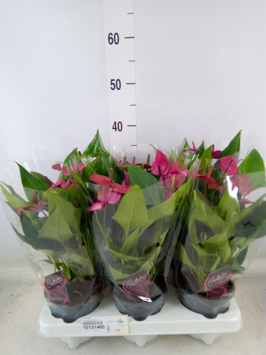 <h4>Anthurium   ...</h4>