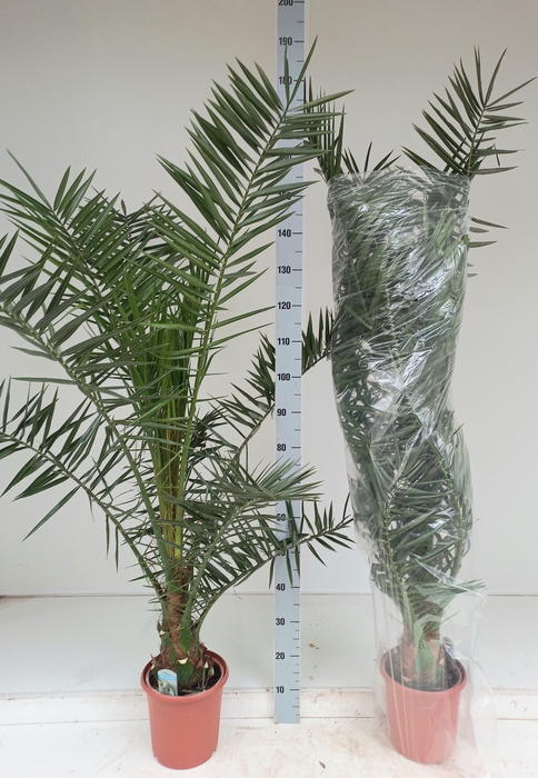 <h4>PHOENIX CANARIENSIS</h4>