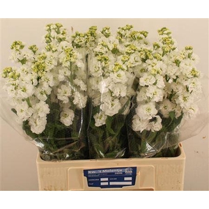 Matth Stx White
