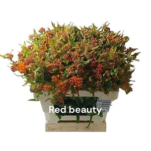 Ascl T Red Beauty