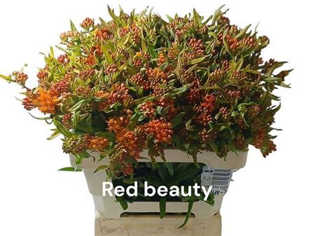 <h4>Ascl T Red Beauty</h4>
