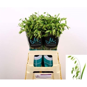 CHASMANTHIUM LATIFOLIUM CHASMANTH L