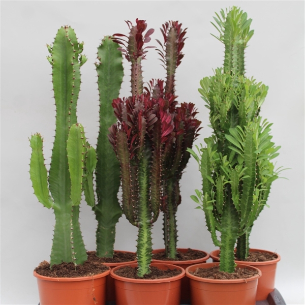 <h4>Euphorbia Desert mix</h4>