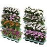 Osteospermum mixkar Decorum