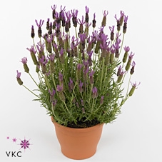 Lavandula stoechas ssp. lusitanica 14Ø 30cm