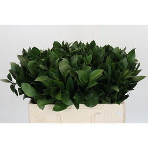 RUSCUS HYPOPHYLLUM