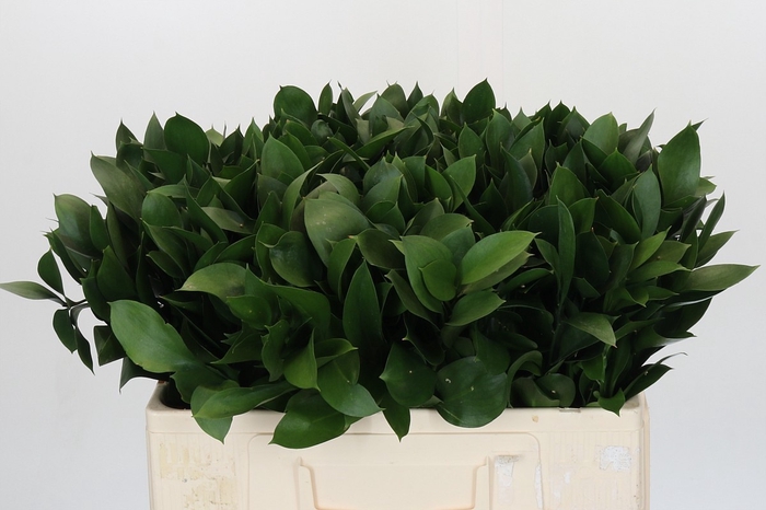 <h4>RUSCUS HYPOPHYLLUM</h4>
