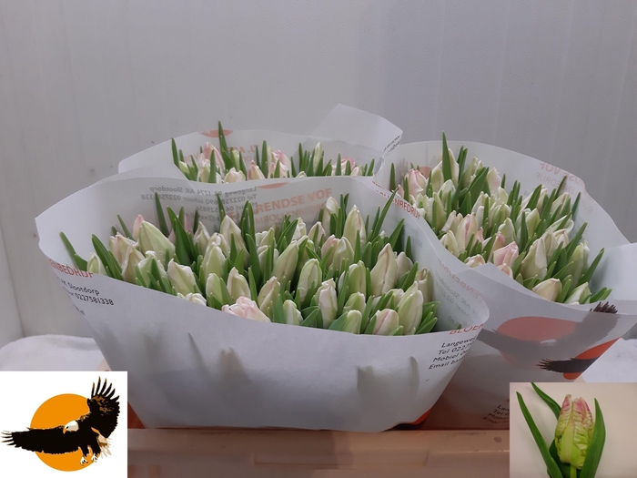 <h4>TU PA CABANNA</h4>