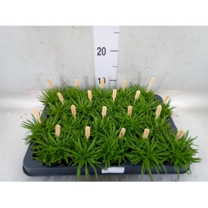 Senecio archeri 'Himalaya'