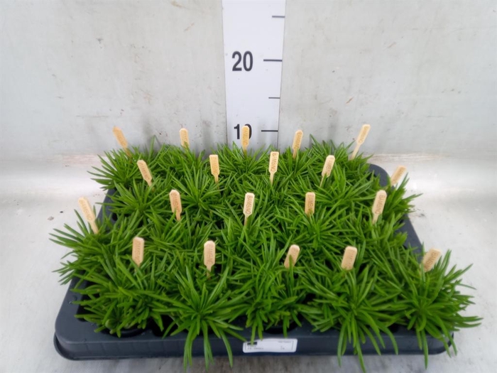 <h4>Senecio archeri 'Himalaya'</h4>