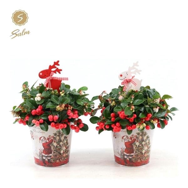 <h4>Gaultheria pr. 'Big Berry'® P12 in Zinc Santa + Reindeer</h4>