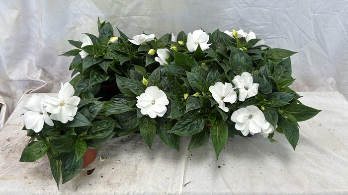 <h4>IMPAT CP WHITE</h4>