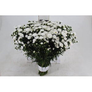 ASTER MARIANA 040 CM