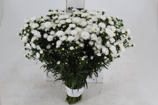<h4>ASTER MARIANA 040 CM</h4>