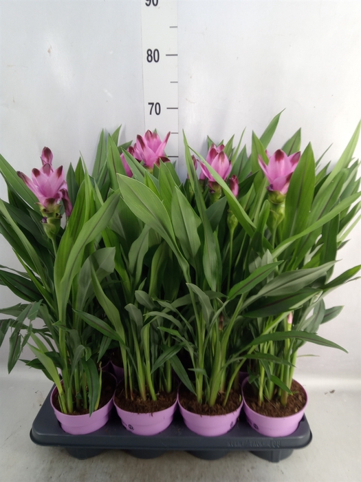 Curcuma alism. 'Siam Splash'