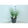 Cortaderia overig Minipampas Hard Groen