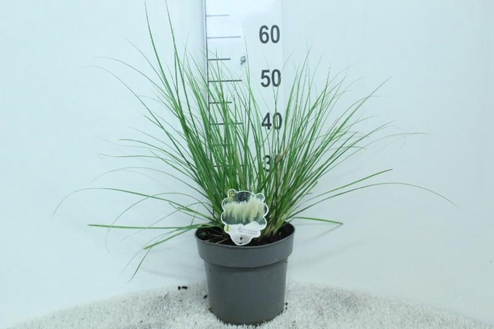 <h4>Cortaderia overig Minipampas Hard Groen</h4>
