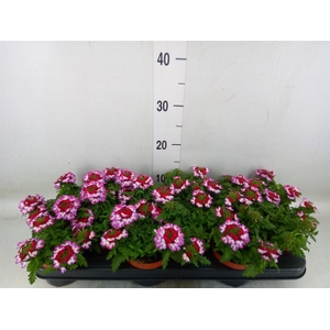 Verbena  'Drums Purple Red'