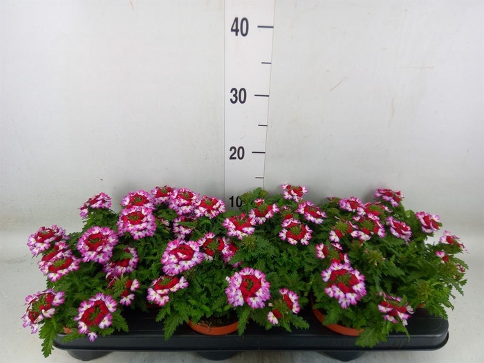 <h4>Verbena 'Drums Purple Red'</h4>