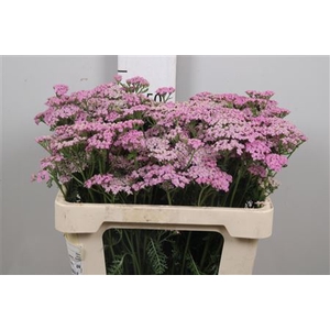 Achil M Lilac Beauty