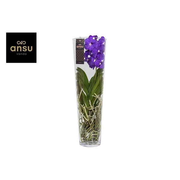 <h4>Vanda Lisanne Blue</h4>