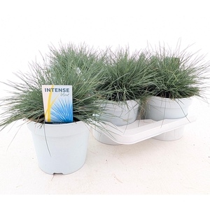 FEST GL INTENSE BLUE