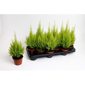 Cupressus macrocarpa Wilma