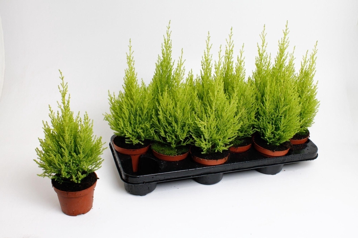 <h4>Cupressus macrocarpa Wilma</h4>