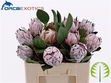 <h4>Protea Cynaroides</h4>